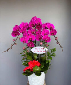 Hoa lan hồ điệp HLHD-14