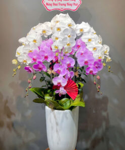 Hoa lan hồ điệp HLHD-15