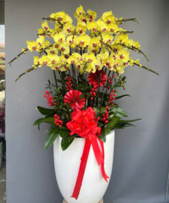 Hoa lan hồ điệp HLHD-16