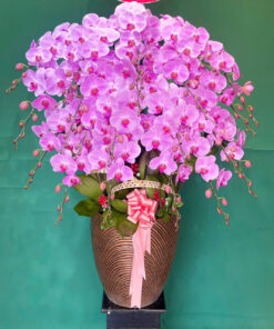 Hoa lan hồ điệp HLHD-17