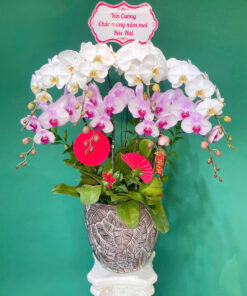 Hoa lan hồ điệp HLHD-18