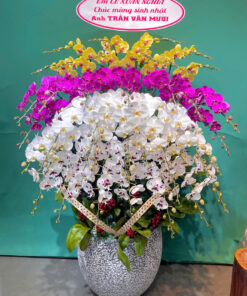 Hoa lan hồ điệp HLHD-19