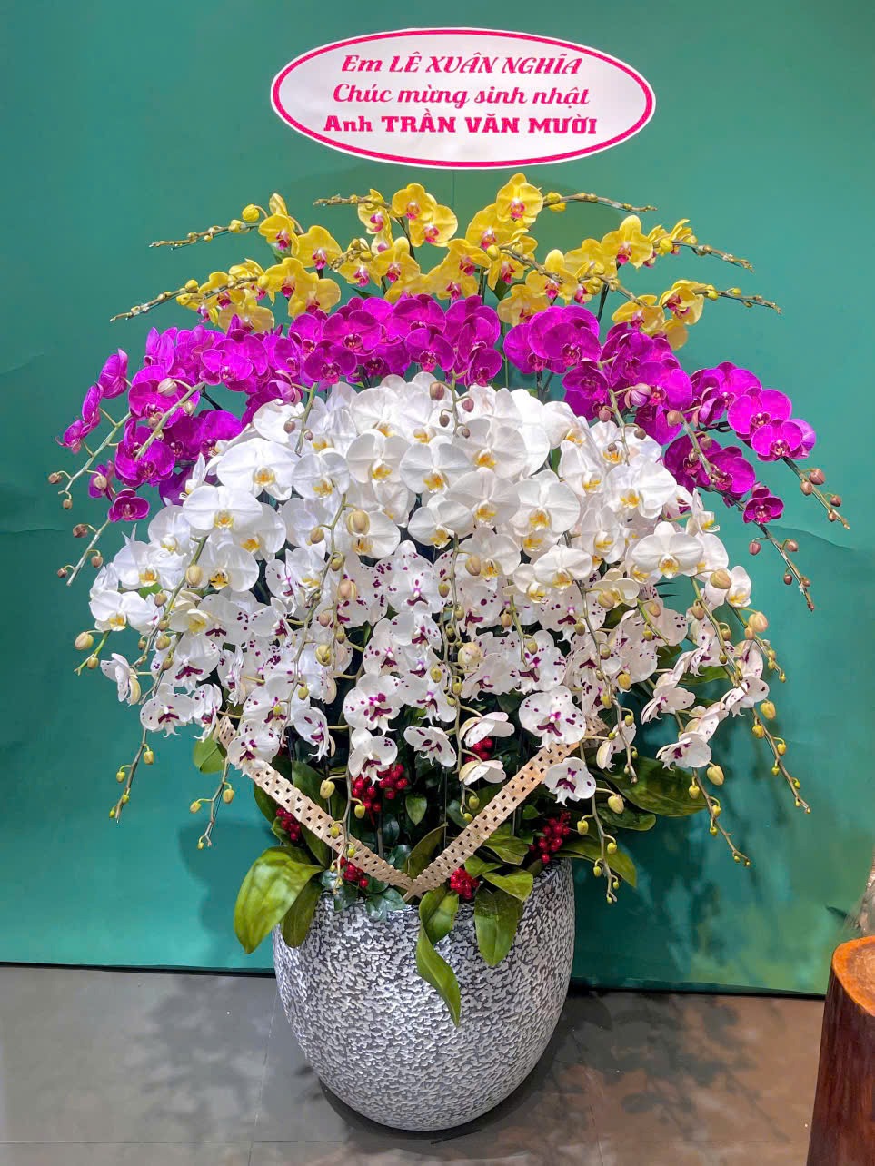 Hoa lan hồ điệp HLHD-19 Hoa lan ho diep HLHD 19 hoa tuoi quan 12