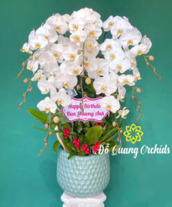 Hoa lan hồ điệp HLHD-20