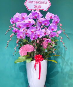 Hoa lan hồ điệp HLHD-21