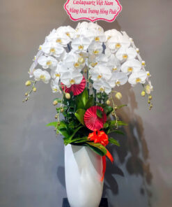 Hoa lan hồ điệp HLHD-22