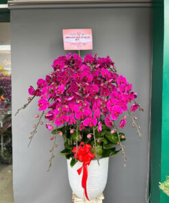 Hoa lan hồ điệp HLHD-23