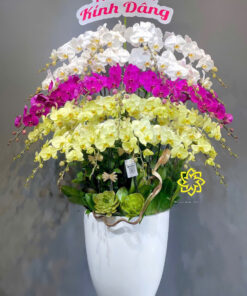 Hoa lan hồ điệp HLHD-24