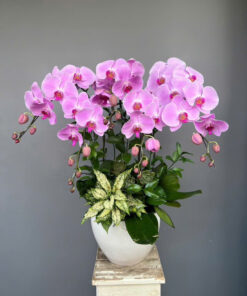 Hoa lan hồ điệp HLHD-25